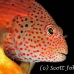hawkfish_freckled_kimalek210_h_0020_sul7809.jpg